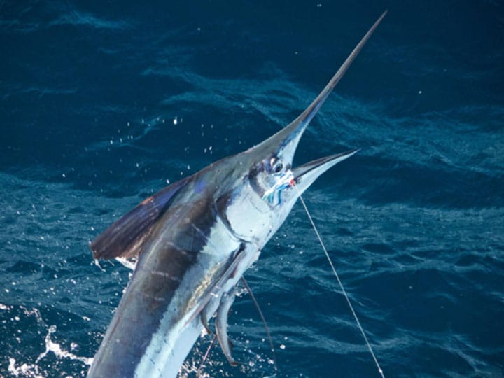 Close up - Marlin Fishing Costa Rica - My First Billfish on Fly