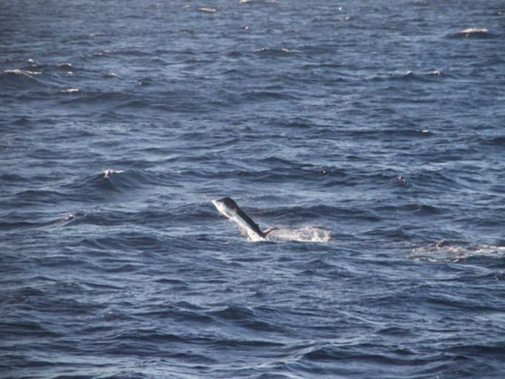 Fight - Marlin Fishing Costa Rica - My First Billfish on Fly