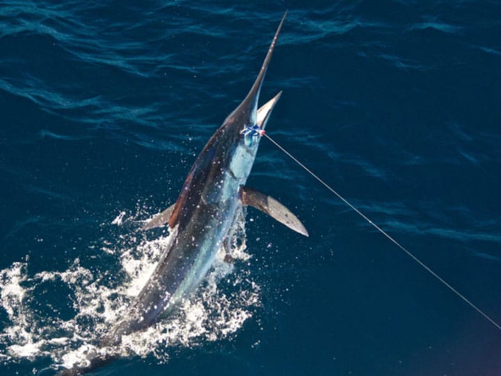 Hooked Marlin - Marlin Fishing Costa Rica - My First Billfish on Fly